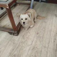 ژرمن اشپیتز یک ساله