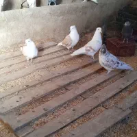 کبوتر پشتار  کفتر پشتار|پرنده|سجاس رود, |دیوار