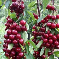 فروش نهال میوه و خشکبار لیبل‌دار