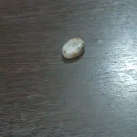 سنگ نگین شجر دریایی طبیعی