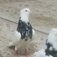 کبوتر طوقی الماسی