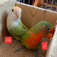 یه جفت طوطی بریزیلی