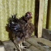 خروس|حیوانات مزرعه|شوشتر, |دیوار