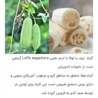 گیاه لیف|لوازم حمام|جویبار, |دیوار