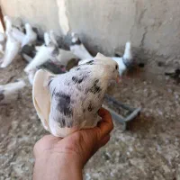 22 تا طوقی الماسی زرین سرکه ای کارتونی|پرنده|بندر ماهشهر, |دیوار