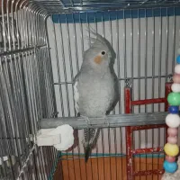 دو جفت عروس هلندی|پرنده|گرمی, |دیوار