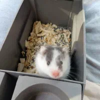 همستر خوشگل (واگذاری رایگان)