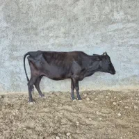 گاو