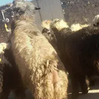 بره قوچی|حیوانات مزرعه|بلداجی, |دیوار