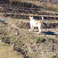 توله سگ گله