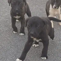 توله پیت بول