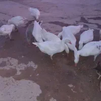 غاز|حیوانات مزرعه|بیرانوند, |دیوار