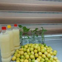 محصولات خانگی|خوردنی و آشامیدنی|تهران, مسعودیه|دیوار