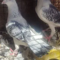 کبوتر پلنگ شامی مگس