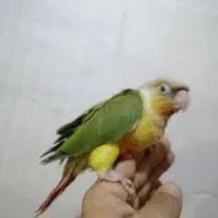 جوجه های سرلاکی گرینچیک در رنگهای مختلف ،راهب|پرنده|تهران, آشتیانی|دیوار