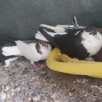 جفت راست