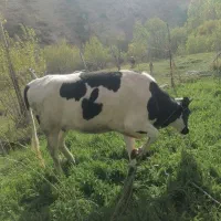 گوساله