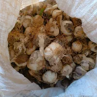 موسیر کوهی