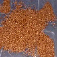 بذر اکالیپتوس- چوب سفید