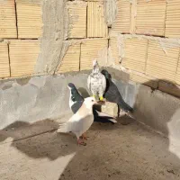 پرنده بشرط|پرنده|الوند, |دیوار