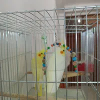 جوجه 4 ماهه عروس هلندی لوتینو