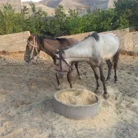 ۲راس خر ماده نر اسب و مادیون