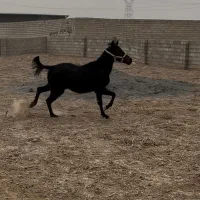 فروش کره مادیان مشکی