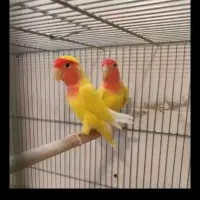 جفت طوطی برزیلی با 2 تا تخم
