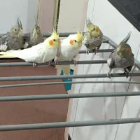 شیش عدد عروس هلندی مولد و جوجه