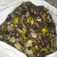 پوست گردو برای رنگ