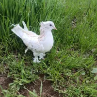 کبوتر بسیار زیبا