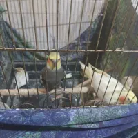 سلام عرض ادب یک جفت عروس به همراه جوجه یک ماهه