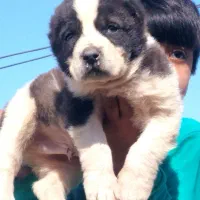 آلابای ترکمن سه و پونصد گارد گله نگهبان