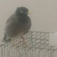 مرغ مینا|پرنده|کازرون, |دیوار