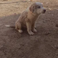 توله سگ