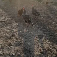 دوعدد بوق کردی اصل ماده|حیوانات مزرعه|سرپل ذهاب, |دیوار