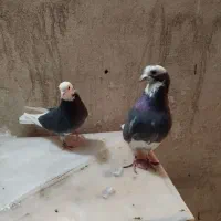 کفتر و کبوتر جفت کنی