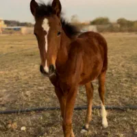 کره عرب یسر ۵ ماهه