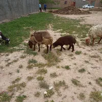 میش زاییده فوری