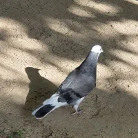 کبوتر