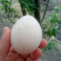 تخم بوقلمون دونه ای ۷۵۰۰۰ تومن