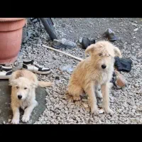 واگذاری  رایگان سگ