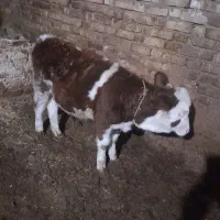 گوساله ماده|حیوانات مزرعه|آوج, |دیوار