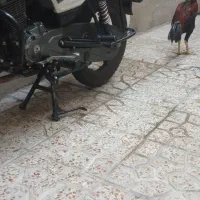 ۴۰۰۰۰۰۰|حیوانات مزرعه|تهران, دولاب|دیوار