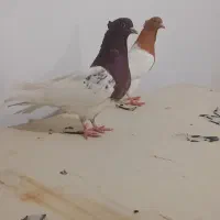 کبوتر کله زرد وسرخ و سینه