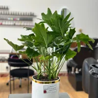 سالن زیبایی سیما ۳۰درصد تخفیف