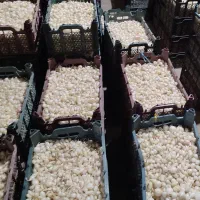 پیاز راتا