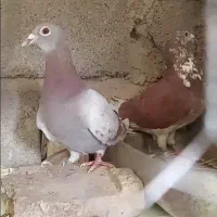 کفتر پلاکی|پرنده|بم, |دیوار