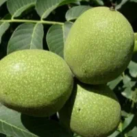 فروش گردوی مغزسفید