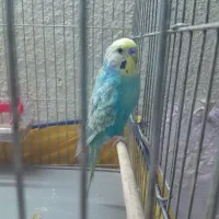 مرغ عشق ریمبو (مولد)